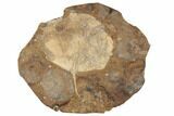 Two Paleocene Fossil Leaves (Cocculus) - North Dakota #189440-1